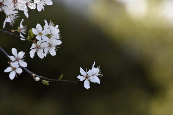 Blomstertræ_1_600