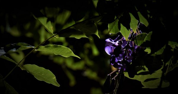 Natur_41