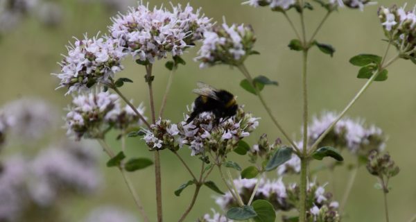 Sommerfest_19_30