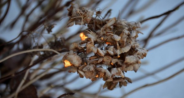 Busk_vinter_1-1200