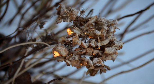Busk_vinter_1-1200