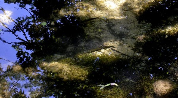 Fisk_1_1200