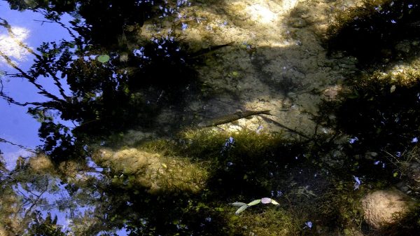Fisk_1_1200