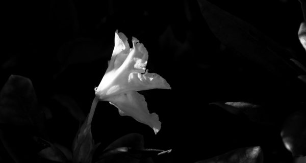 Johnny-le-fevre_Nature_BW_1200_13.jpg