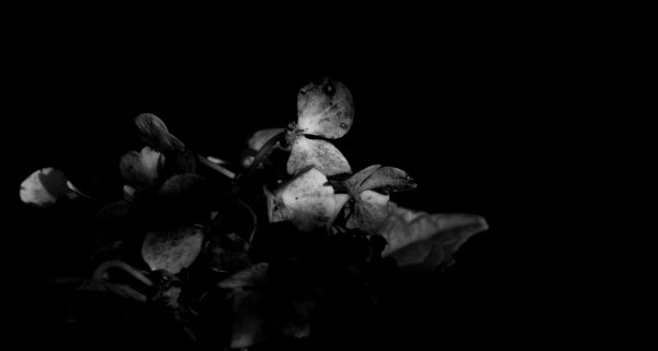 Johnny-le-fevre_Nature_BW_1200_7.jpg