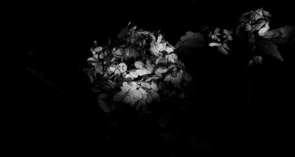 Johnny-le-fevre_Nature_BW_1200_8.jpg