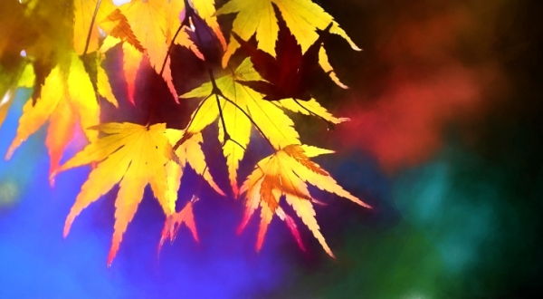 JohnnyF_5_T1