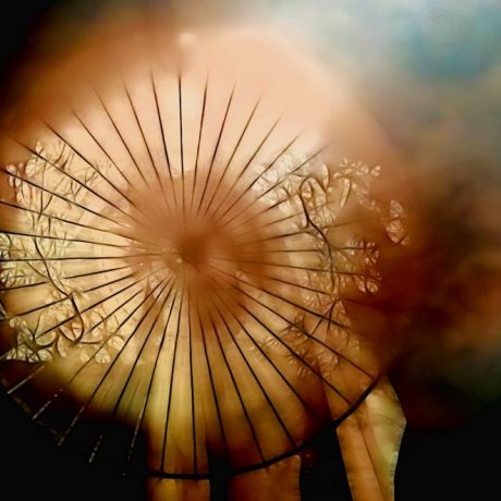 Parasol_1_1200 Parasol_1_1200