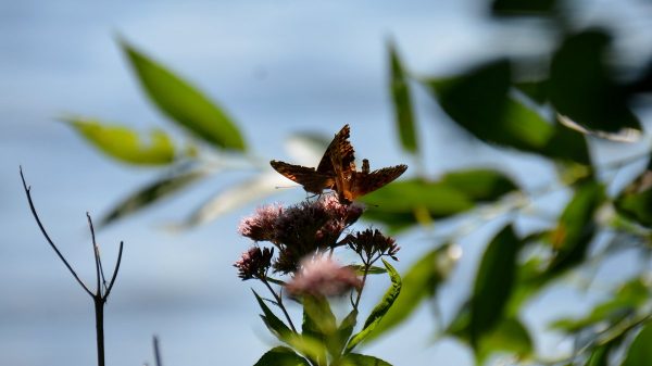 Sommerfugl_1_1200